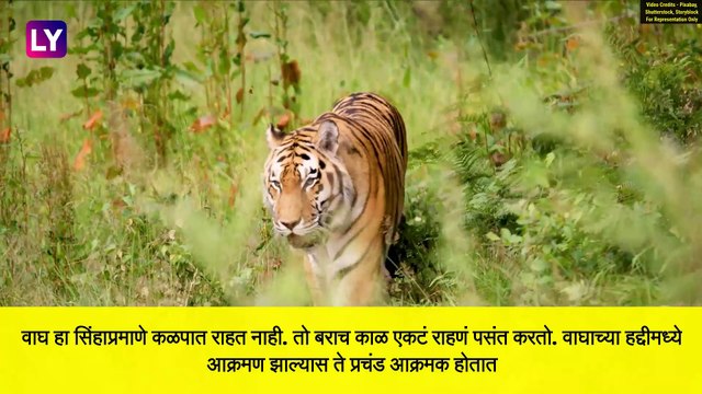 International Tiger Day 2020: जागतिक व्याघ्र दिन निमित्त जाणून घ्या 'वाघ' बद्दल काही खास गोष्टी