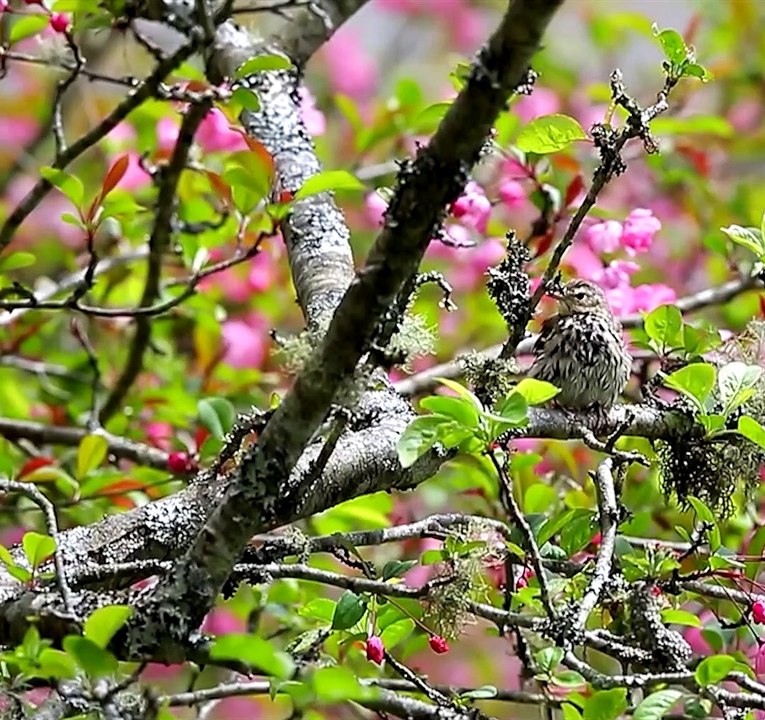 樹鷚 - Olive-backed Pipit