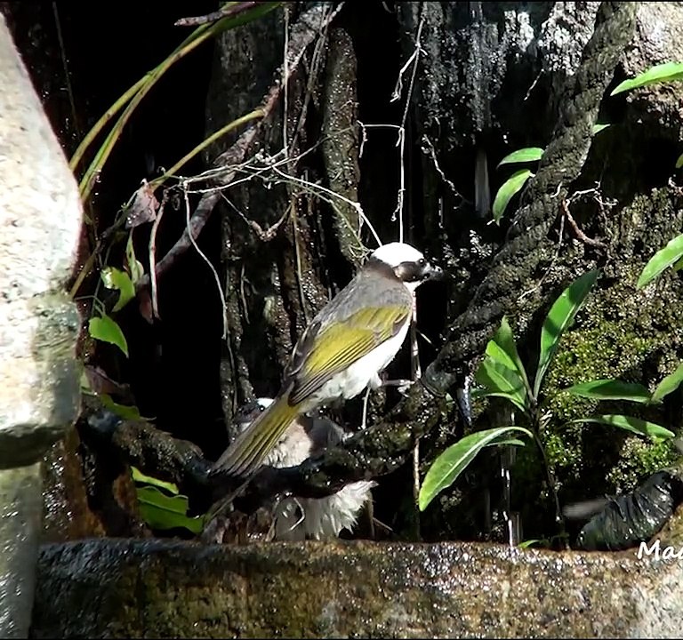野鳥澡堂 - 白頭翁洗澡 Light-vented Bulbuls Bathing