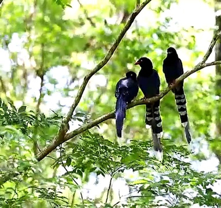 Formosan Magpie - Taiwan Blue Magpie