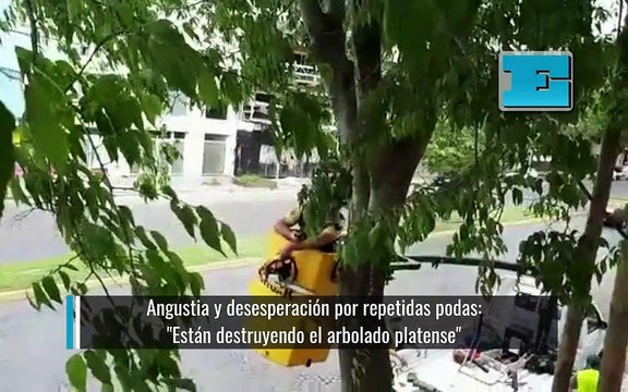 Angustia y desesperación por repetidas podas: Están destruyendo el arbolado platense