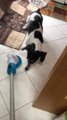 Dog Breaks Floor Sweeper While Playing With It