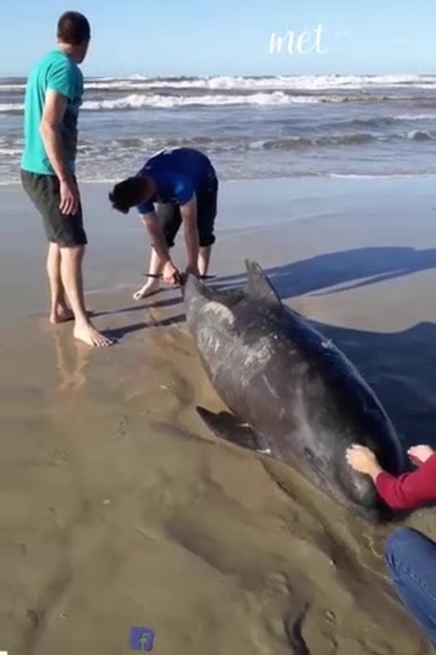 Catch Big Fish | funny remote control