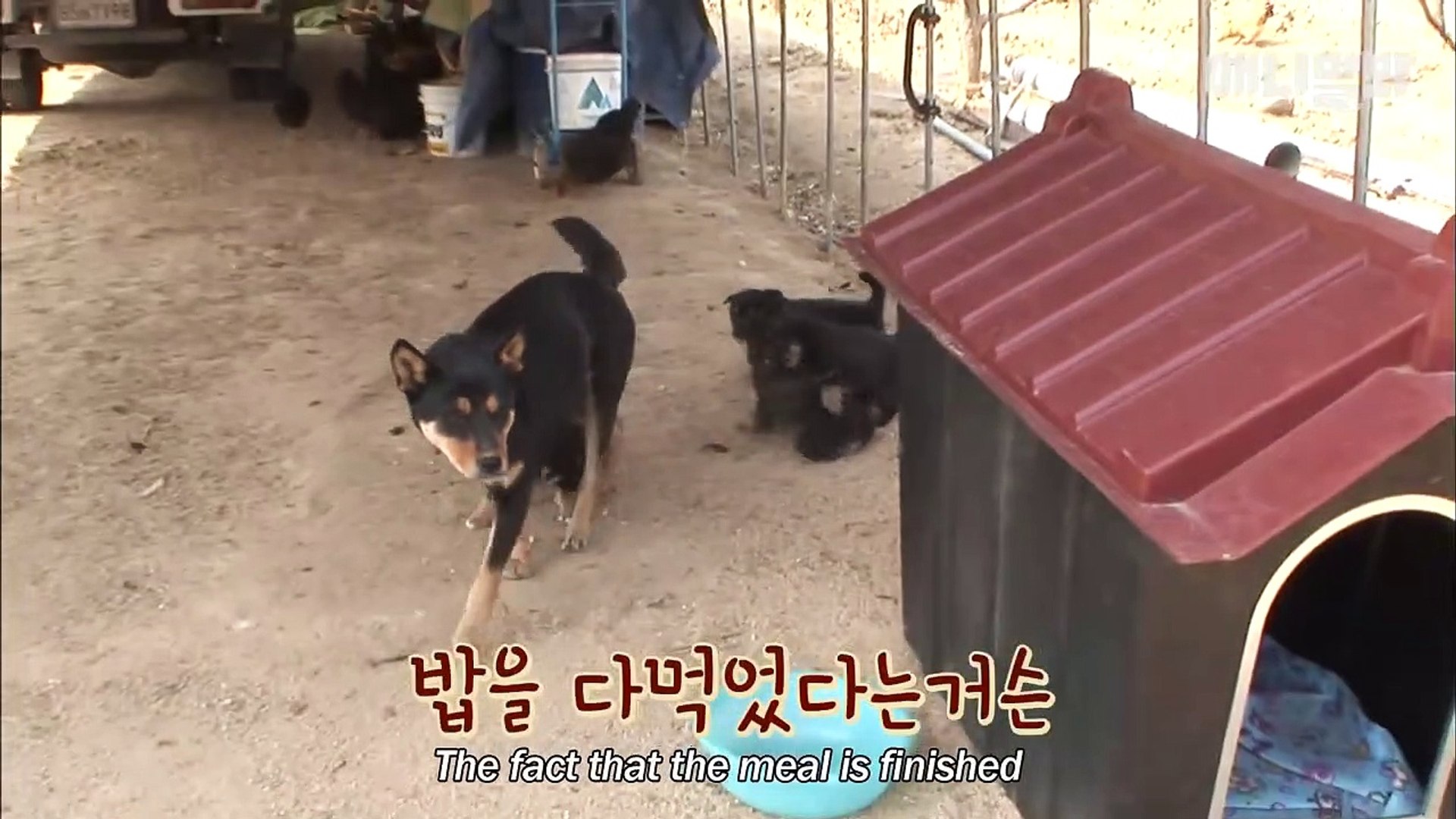 ⁣Puppies' Mom Is A Chicken      #Puppies'
