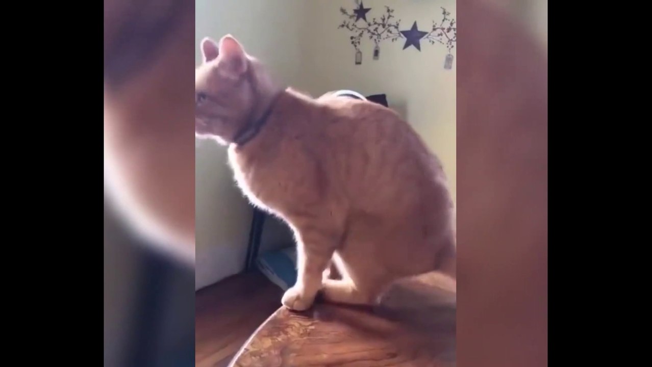 Animaux mignons/animal de compagnie/Pets #2