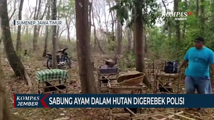 Sabung Ayam di Hutan Digerebek Polisi