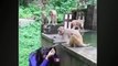 Funny monkey compilation cute monkey and dog video.funny monkey doing st