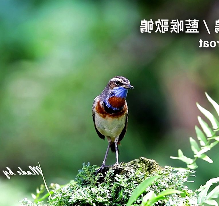Bluethroat (Luscinia Svecica)