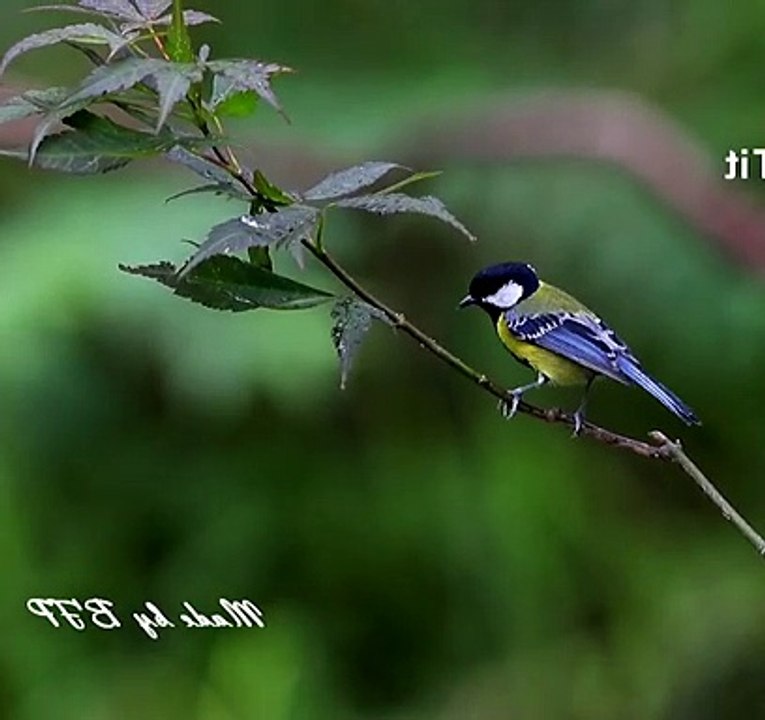 Green-backed Tit