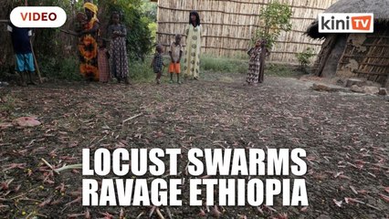 Ethiopia has worst locust invasion in 25 years