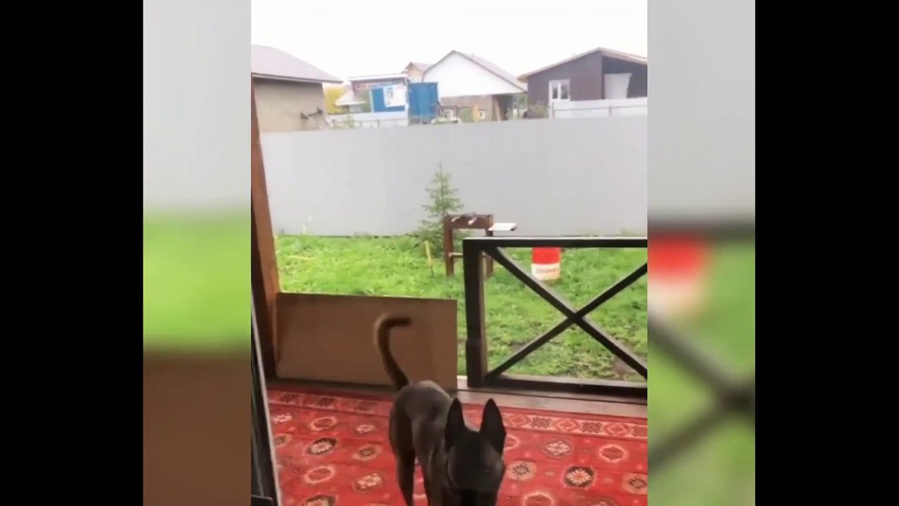 Animaux mignons/animal de compagnie/Pets #4