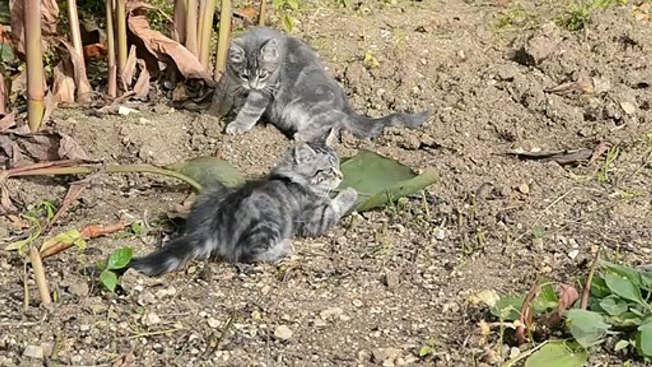 Cats Playing