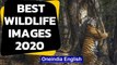 Best wildlife photographers 2020 | Stunning wildlife images | Oneindia News