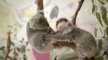 Drones on mission to help save Australia’s koalas by spreading seeds to revive scorched bushlands