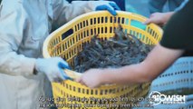 Giải pháp nuôi tôm an toàn theo công nghệ sinh học của BiOWiSH Việt Nam