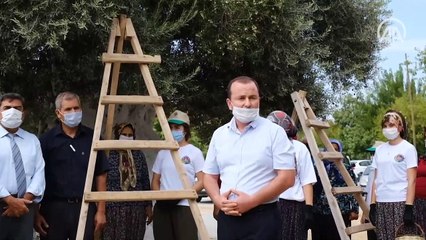 1300 yıllık anıt ağacın zeytinleri hasat edildi