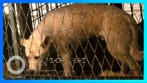 Rumah Lelang Anjing ditemukan di Korea Selatan - TomoNews