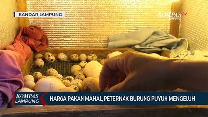 Peternak Burung Puyuh Keluhkan Harga Pakan yang Mahal