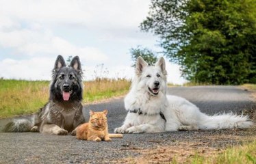 Ces chiens ont élevé ce chat comme leur propre enfant