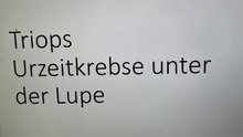 Triops Urzeitkrebse unter der Lupe