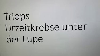 Triops Urzeitkrebse unter der Lupe