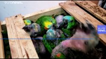 Brezilya'da polis bir arabanın bagajında kaçırılmaya çalışılan 166 papağan ele geçirdi