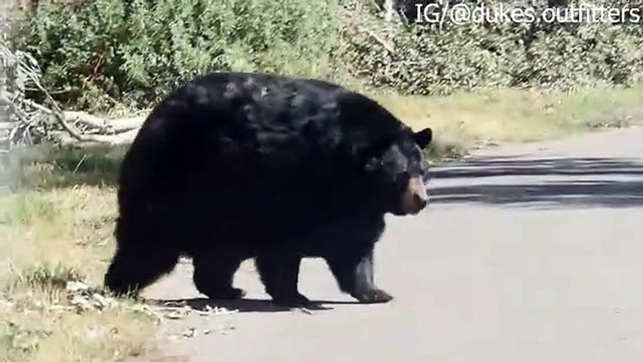 Ours obèse (Yellowstone)