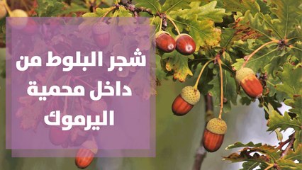 معلومات حول شجر البلوط من داخل محمية اليرموك