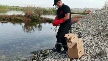 Bitkin bulunan Sakarmeke kuşu tedavisinin ardından doğaya salındı
