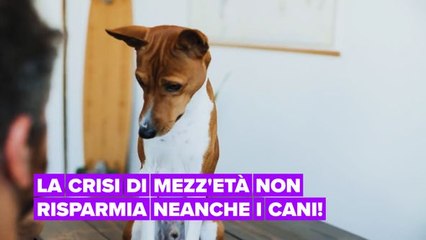 La crisi di mezza età colpisce anche i cani!