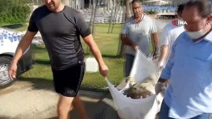 Dev caretta caretta ölü bulundu