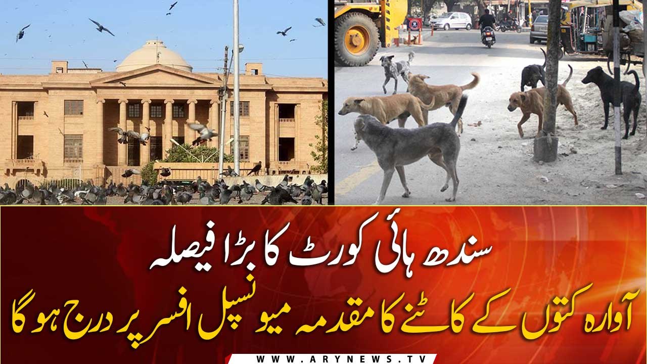 SHC orders to control stray dogs