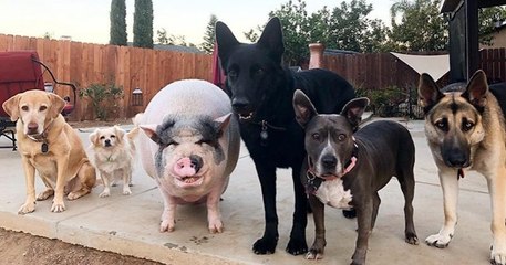 Élevé avec cinq chiens, ce cochon vietnamien fait partie intégrante de ce gang canin