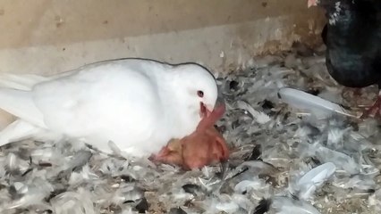 Feed the young birds _١٩٤٠٢١_٠٠١