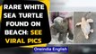 Rare white sea turtle baby found on at the South Carolina beach, pics go viral|Oneindia News