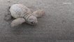 Exceedingly Rare White Sea Turtle Hatches From South Carolina Nest