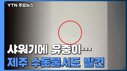 '샤워기에 유충이'...제주 수돗물에서도 유충 발견 / YTN