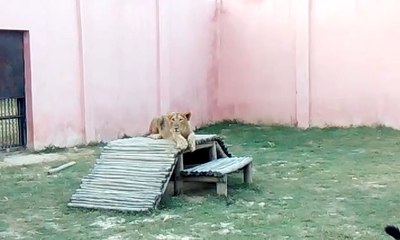 दीपावली पर पर्यटक कर सकेंगे लायन सफारी का दीदार