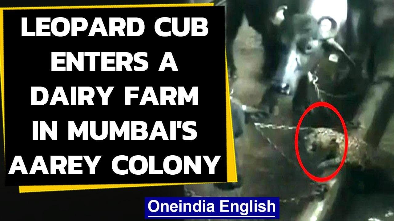 Mumbai: Leopard enters a dairy farm in Aarey colony, watch the video|Oneindia News