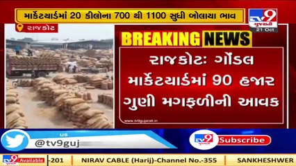 Groundnut auction resumes from today in Gondal market yard_ Rajkot