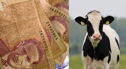 Ruta de la reactivación económica: la historia de lácteos Villa Aura