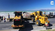 Une énorme baleine découverte échouée sur une plage de Cape Town, Afrique du Sud