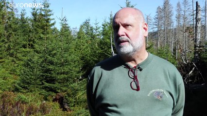 Changement climatique : un scarabée tueur de forêts en Allemagne