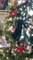 cat climbs all over decorated christmas tree - cat climbing christmas tree | christmas tree cat