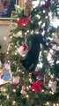 cat climbs all over decorated christmas tree - cat climbing christmas tree | christmas tree cat