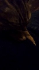 Small kitten are really cute