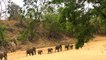 Costa de Marfil se está quedando sin elefantes y sin marfil.