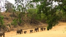 Costa de Marfil se está quedando sin elefantes y sin marfil.