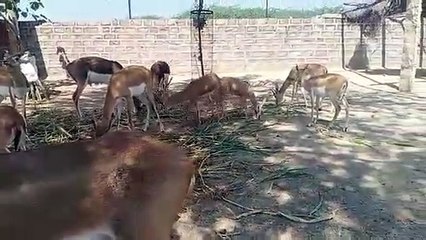 काले हरिणों की 231 हेक्टेयर जमीन पर जेडीए की कुंडली से वन्यजीवों का भविष्य भी काला