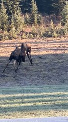 Fall Moose Rut in Alaska